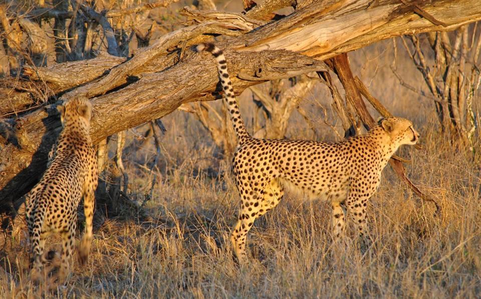 Villa Pungwe Safari Camp à Domaine de chasse de Manyeleti Extérieur photo