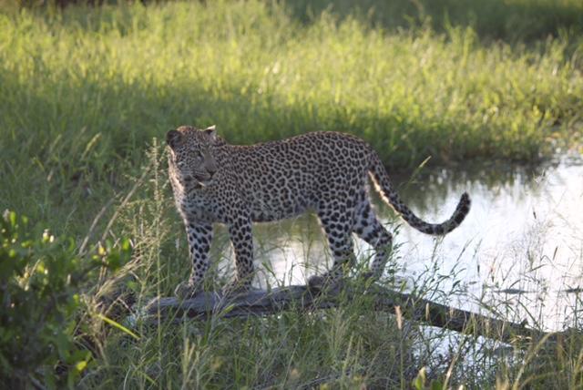 Villa Pungwe Safari Camp à Domaine de chasse de Manyeleti Extérieur photo